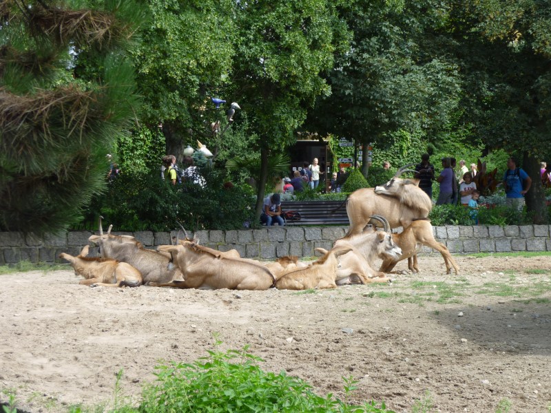 Fotka zoo/p1030097-1.jpg