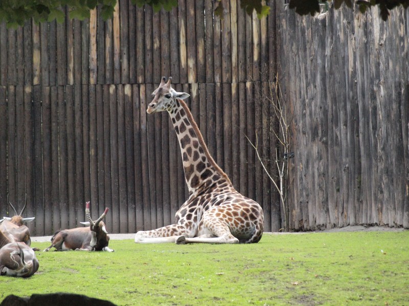 Fotka zoo/p8021626.jpg