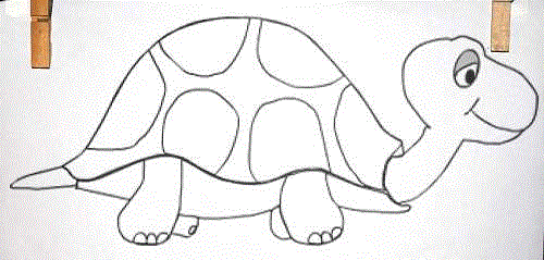 Evoluce želvy